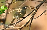 White-gaped Honeyeaterborder=